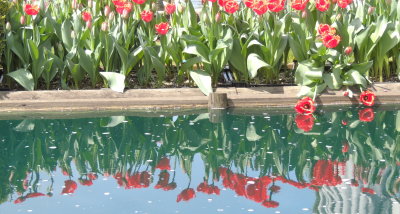 Tulips skagit county washington