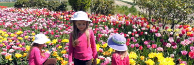 Tulips skagit county washington