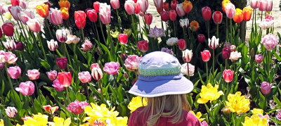 Tulips skagit county washington