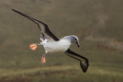 Grey Headed Albatross in Flight