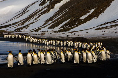 King Penguin Parade