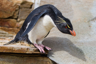 Rock Hopper Penguin