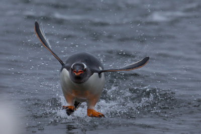 Gentoo Penguin Flying