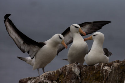 Black Browed Albatross display