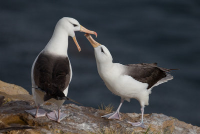 Black Browed Albatross Courting