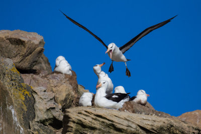 Black Browed Albatross Fly By