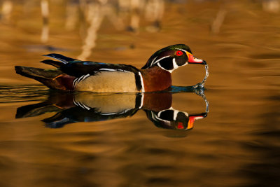 Wood Duck #3