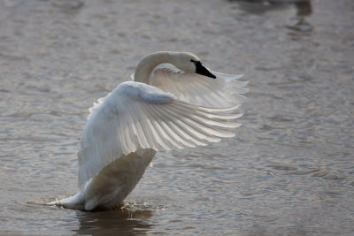 Tundra Swan #1