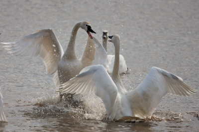 Tundra Swans #2