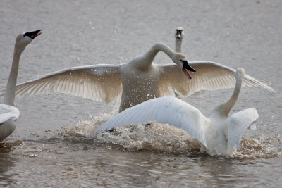 Tundra Swans #3