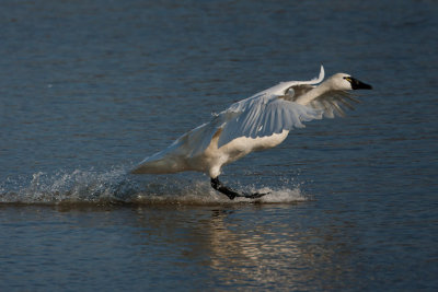 Tundra Swan #4