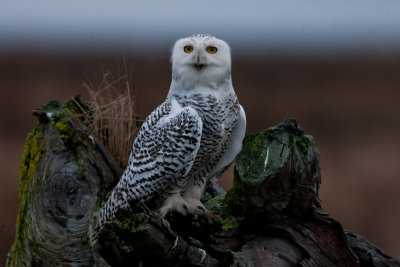 Snowy Owl #2