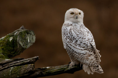 Snowy Owl #3