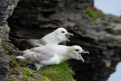 Gulls