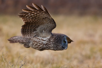 Great Grey Owl #2