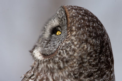 Great Grey Owl #4