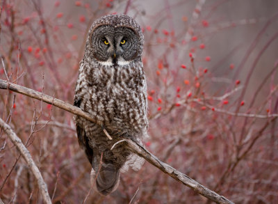 Great Grey Owl #5
