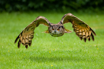 Asian Owl