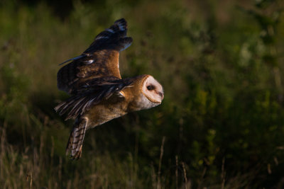 Barn Owl #1