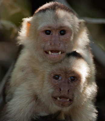 Capuchin Monkeys #2