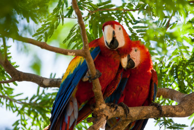 Scarlet Macaws #2
