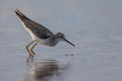 Lesser Yellow Legs