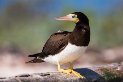 Brown Booby