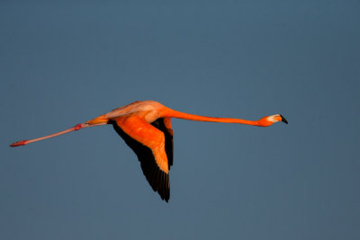 Flamingo Flight #1