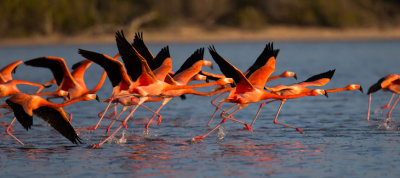 Flamingo Take-Off