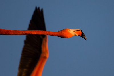 Flamingo Flight #4