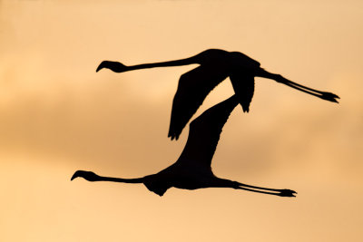 Flamingo Silhouette #1