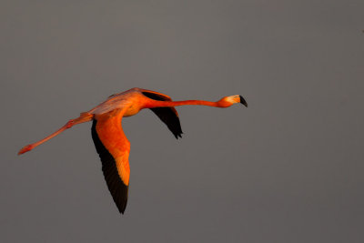 Flamingo Flight #2