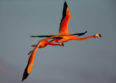 Flamingo Flight #3
