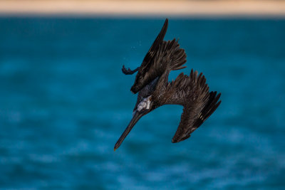 Pelican Dive #2
