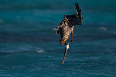 Pelican Dive #3