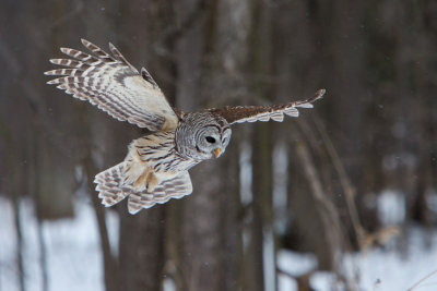 Barred Owl Hunt #1
