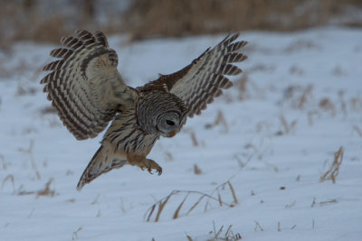 Barred Owl Hunt #2
