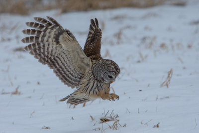 Barred Owl Hunt #3