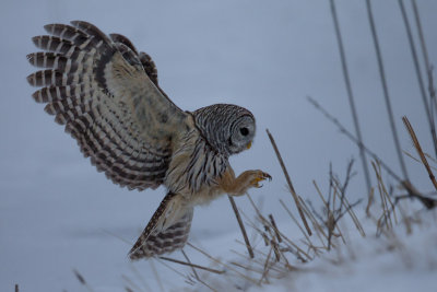 Barred Owl  Landing
