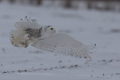 Snowy Owl #1