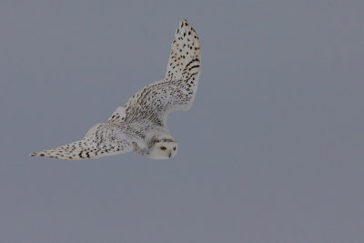 Snowy Owl #2