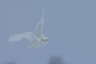 Snowy Owl Male #3