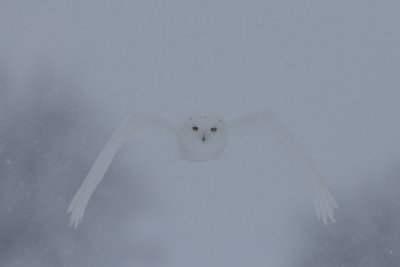 Snowy Owl Male #4