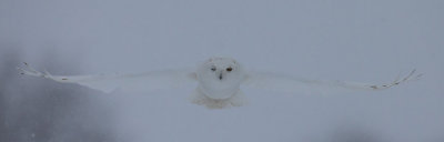 Snowy Owl Male #5