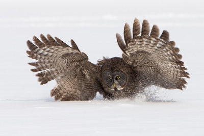 Great Grey Owls-2.jpg