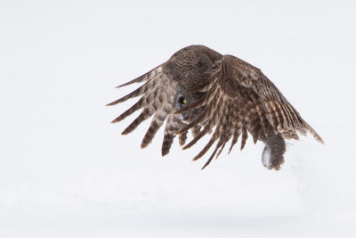 Great Grey Owls-2-2.jpg