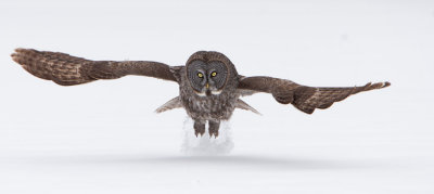 Great Grey Owls.jpg