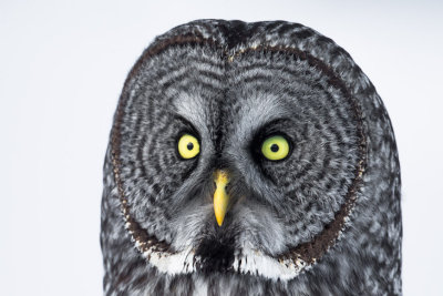 Great Grey Owls-3.jpg