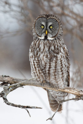 Great Grey Owls-3-2.jpg