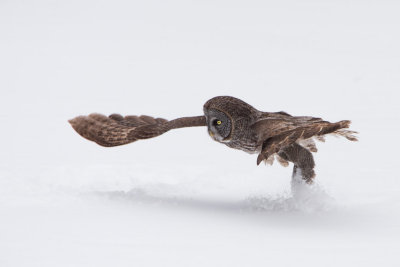 Great Grey Owls-4-2.jpg